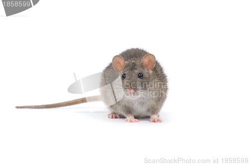 Image of rat 