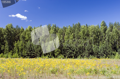 Image of blue sky, green forest and yellow field