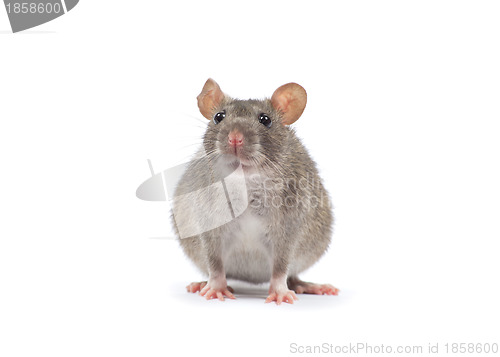 Image of rat  