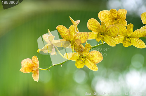 Image of  orchid 