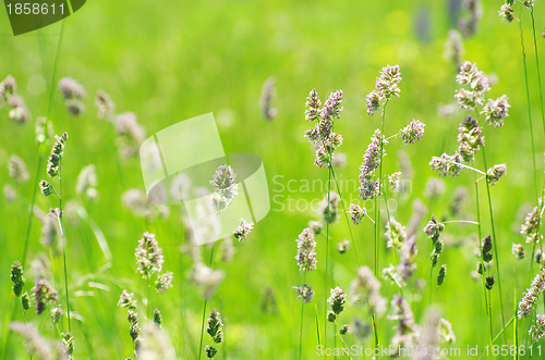 Image of  green grass