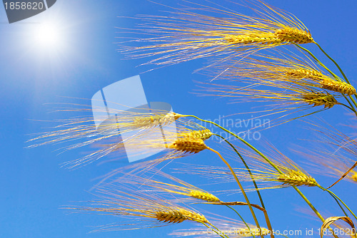 Image of wheat