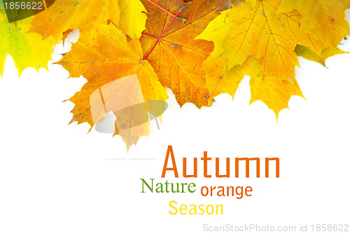 Image of autumn leafs