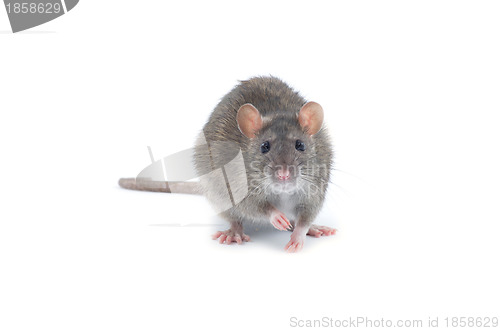 Image of rat 