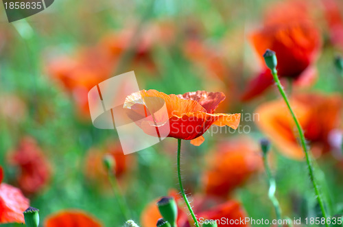 Image of  red poppy 