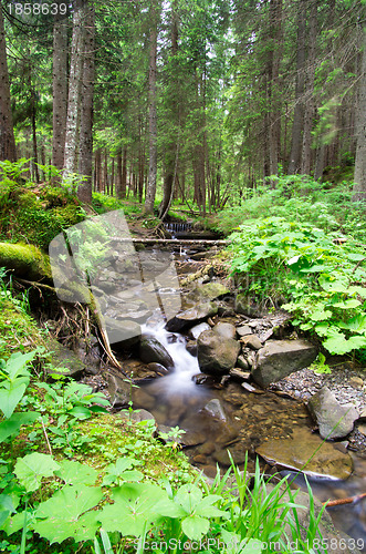 Image of  forest