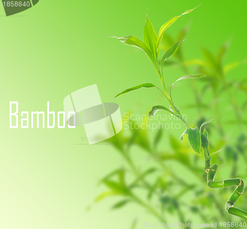 Image of  bamboo 