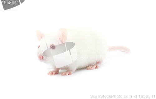 Image of rat 