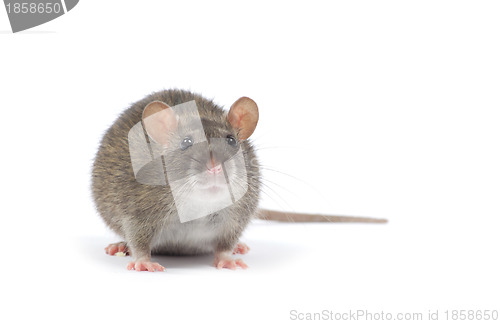 Image of rat 