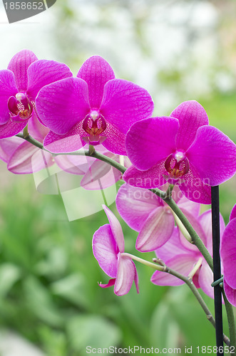 Image of  orchid 