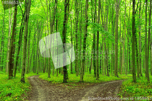 Image of  forest