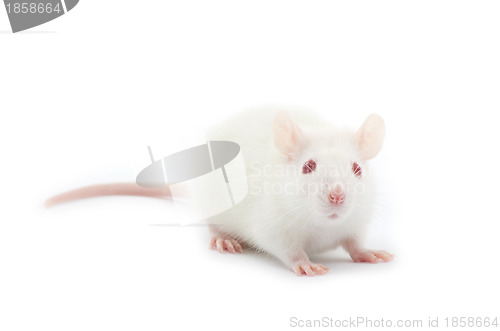 Image of  rat 