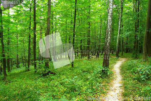 Image of  green forest