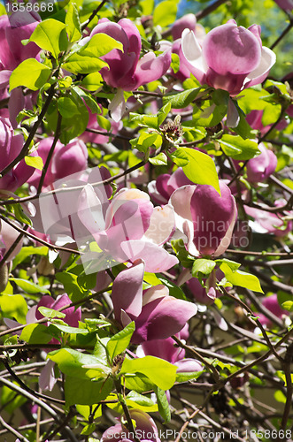 Image of magnolia 