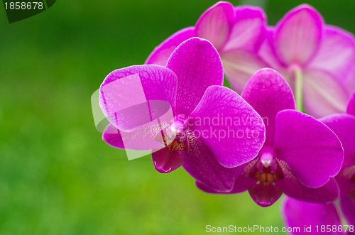 Image of  orchid 