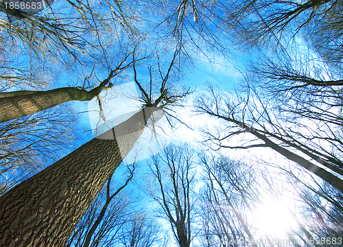 Image of winter forest 