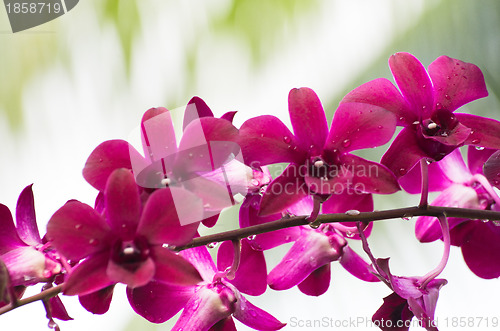 Image of  orchid 