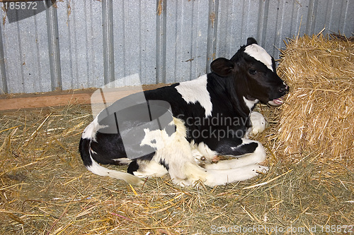 Image of Lazy Calf