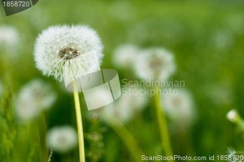 Image of dandelions 