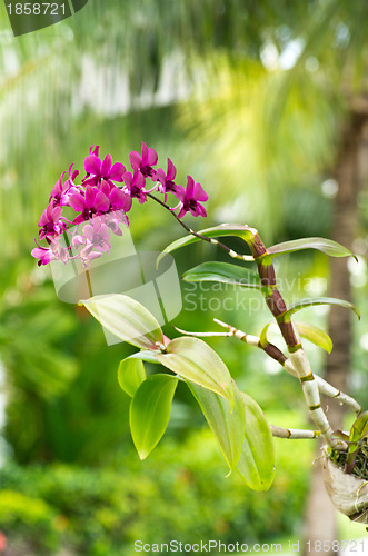 Image of orchid 