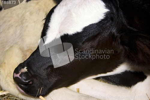 Image of Tired Calf