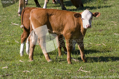 Image of Calf