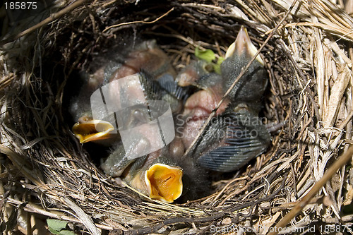 Image of Hungry Catbirds
