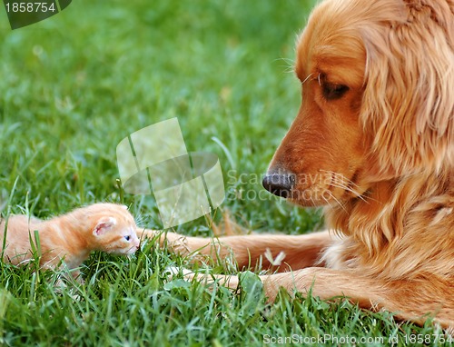 Image of Dog and kitten