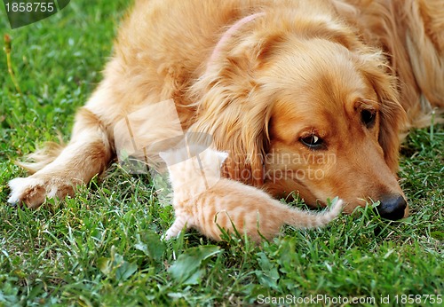 Image of Dog and kitten