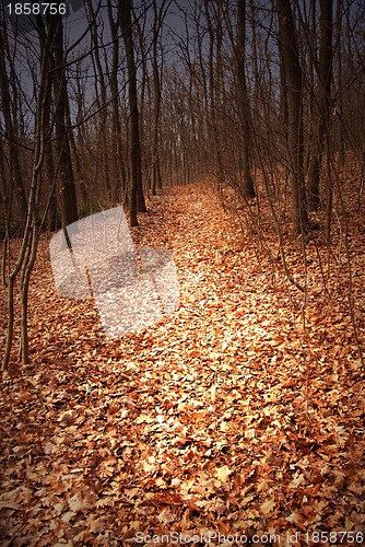 Image of Autumn forest path