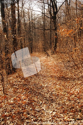 Image of Autumn forest path