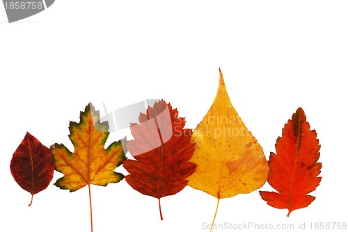 Image of Autumn leaves