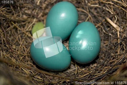 Image of Catbird Eggs