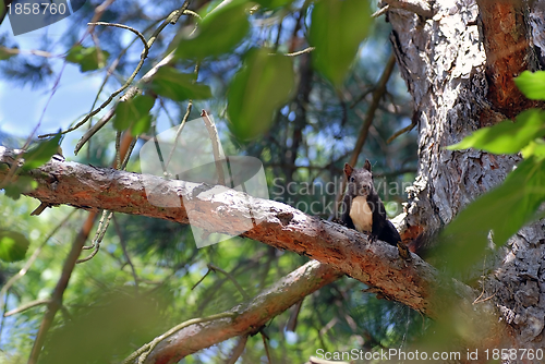 Image of Squirrel on pine tree