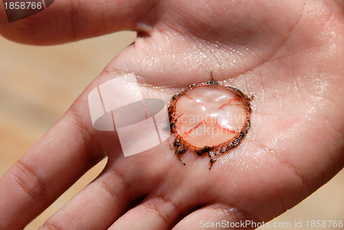 Image of Jellyfish on palm