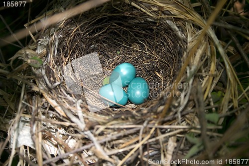 Image of Three Catbird Eggs