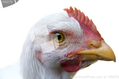 Image of Curious Chicken