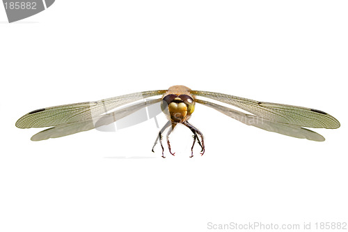 Image of Dragonfly in Flight