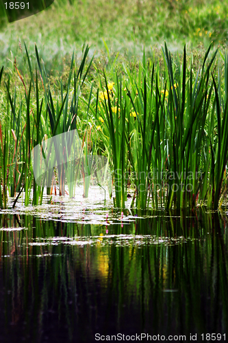 Image of Irises