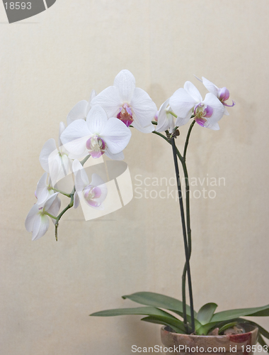 Image of orchid