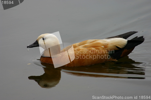 Image of mallard