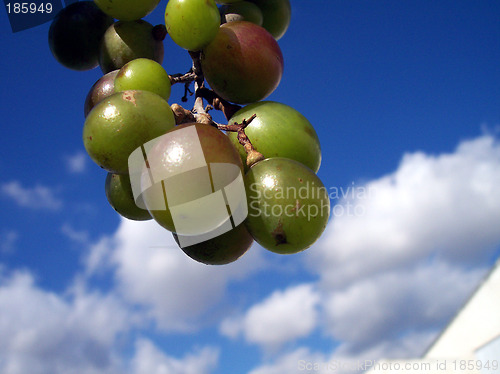 Image of grapes and clouds