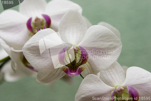 Image of orchid