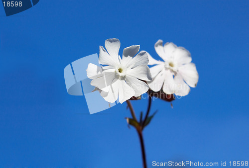 Image of White Campon, "silene alba"