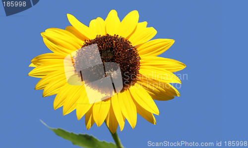 Image of Bee on a sunflower