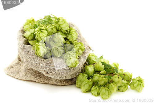 Image of Hop cones in a bag.