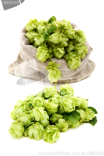 Image of Hop cones closeup.