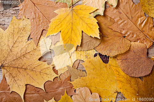 Image of autumn leaves 