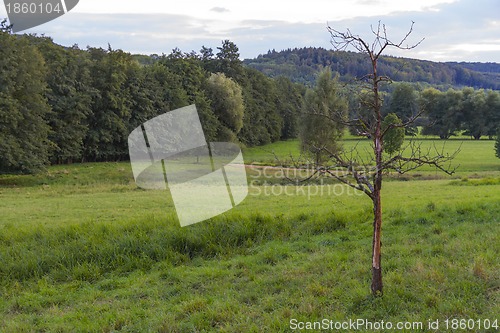 Image of landscape with dead tree