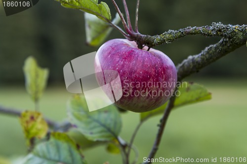Image of red apple hanging at tree